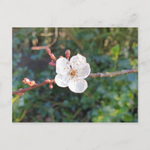 Carte Postale Une floraison de cerisier - Promenade matinale dan