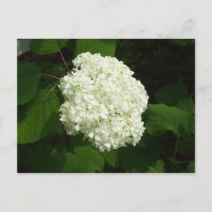Carte Postale Une floraison de snowball