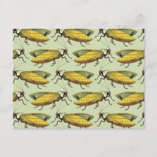 Carte Postale Une foule de Katydids