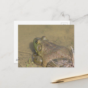 Carte Postale Une grenouille taureau dans un étang