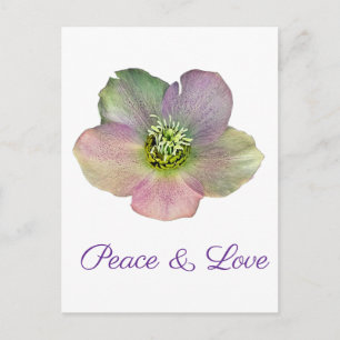 Carte Postale Une hellébore, une rose de carême