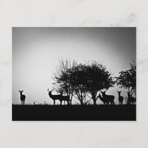 Carte Postale Une image de cerfs dans la brume matinale