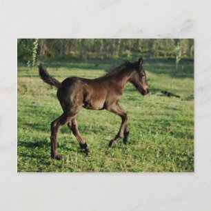 Carte Postale Une joie folle de deux semaines