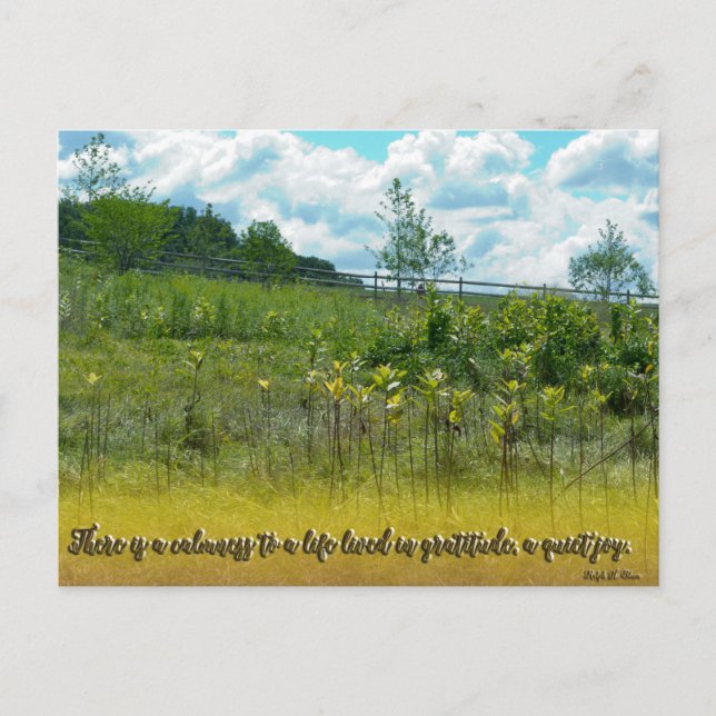 Carte Postale Une Joie Tranquille (Devant)