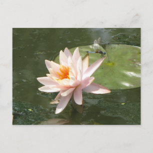 Carte Postale Une journée à la série Pond