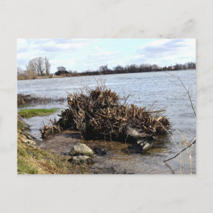 Carte Postale Une journée ensoleillée sur la rivière
