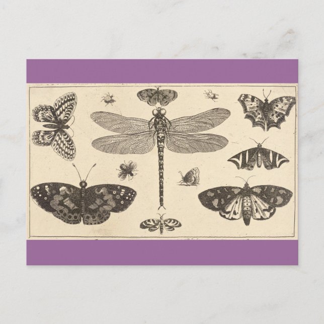 Carte Postale Une libellule, des coccinelles et des papillons (Devant)