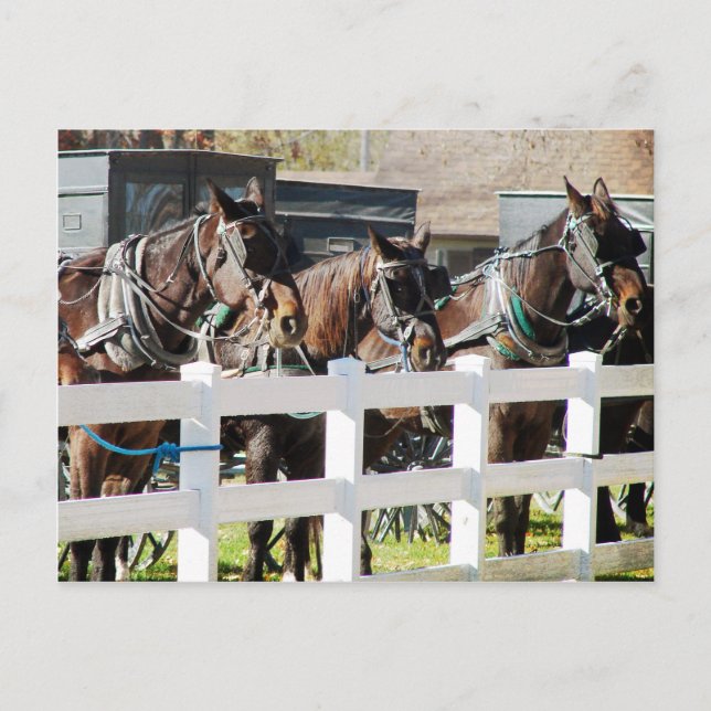 Carte Postale Une ligne de chevaux Amish à Kalona, Iowa (Devant)