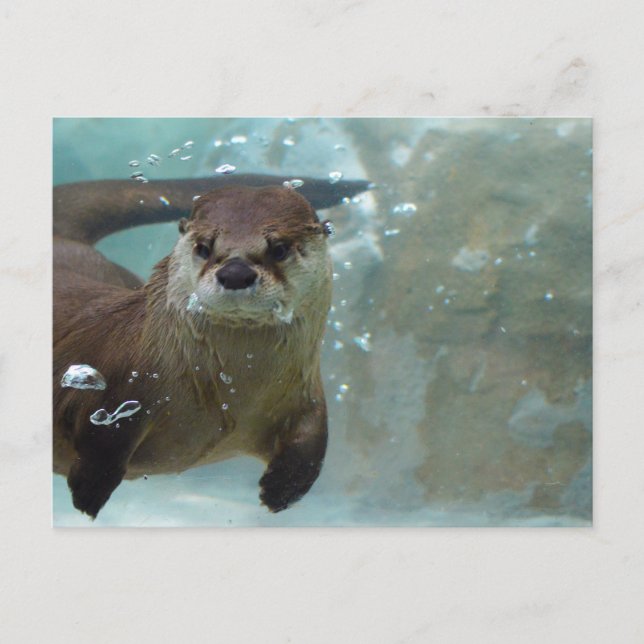 Carte Postale Une loutre brune mignonne nageant dans un bassin b (Devant)