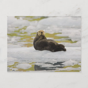 Carte Postale Une loutre de mer se repose sur un petit iceberg