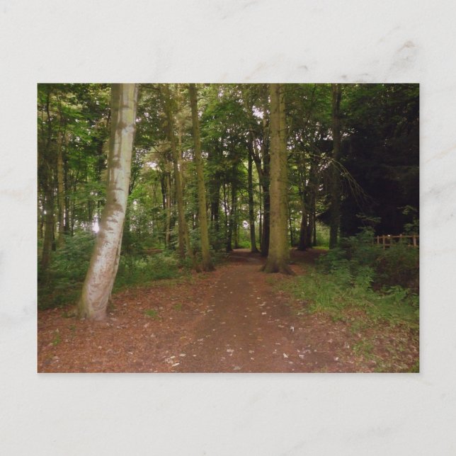 Carte Postale Une Marche De Bois. (Devant)