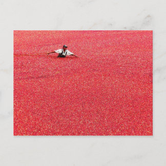 Carte Postale Une mer de canneberges rouges