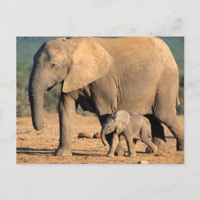 Carte Postale Une mère éléphant d'Afrique et son petit en déplac (Devant)