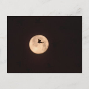 Carte Postale Une oie des neiges contre une pleine lune   Nouvea