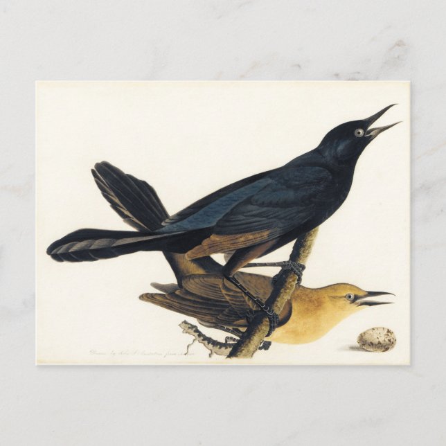 Carte Postale Une paire de cagoules à chenilles (Devant)
