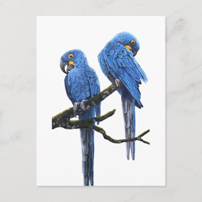 Carte Postale Une paire de macaws Hyacinth (Devant)