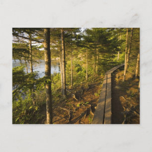 Carte Postale Une promenade en bois dans le parc national Acadia