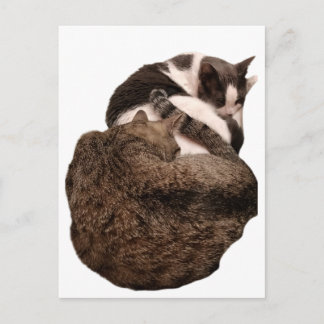 Carte Postale Une queue de deux