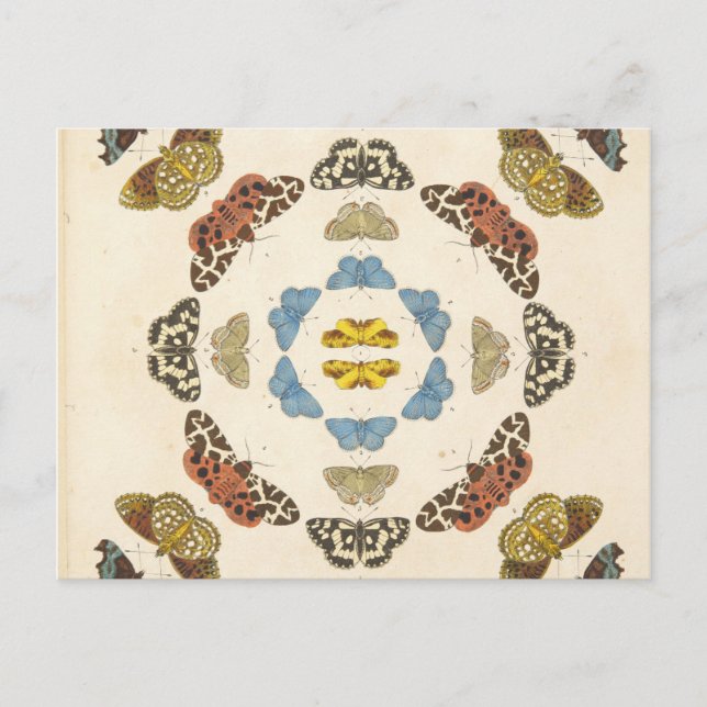 Carte Postale Une rare description de papillons et de papillons  (Devant)