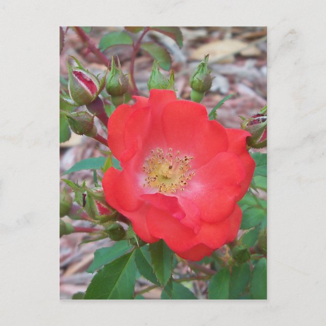Carte Postale Une rose ouverte simple de couleur saumon (Devant)