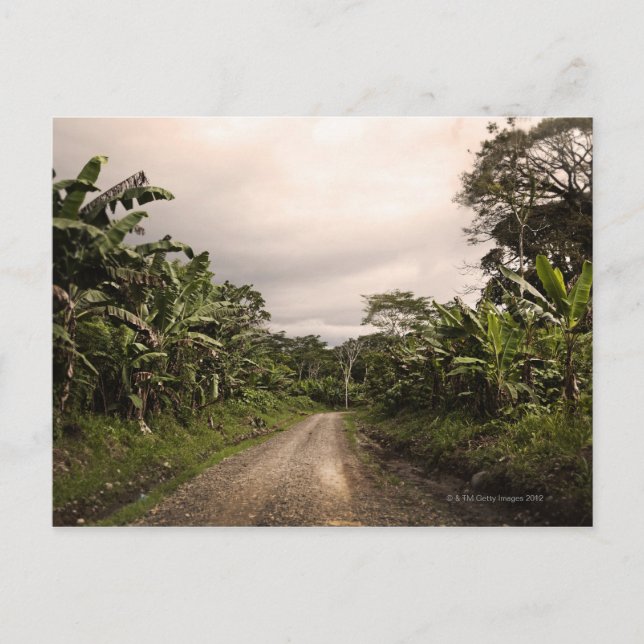 Carte Postale Une route isolée dans la jungle (Devant)