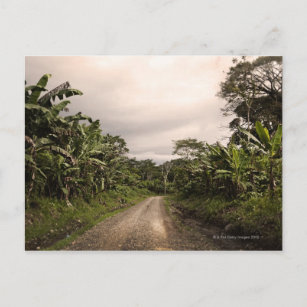 Carte Postale Une route isolée dans la jungle