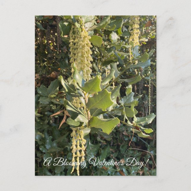 Carte Postale Une Saint-Valentin florissante ! (Devant)