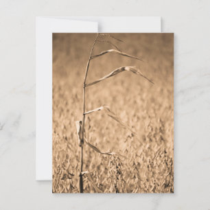 Carte Postale Une seule corne en campagne