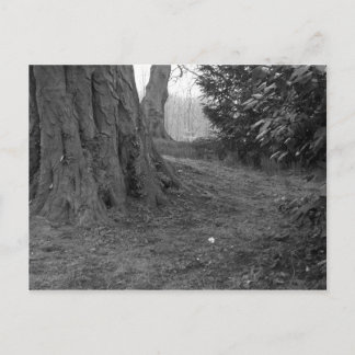 Carte Postale Une seule fleur