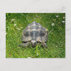 Carte Postale Une tortue dans l'herbe verte