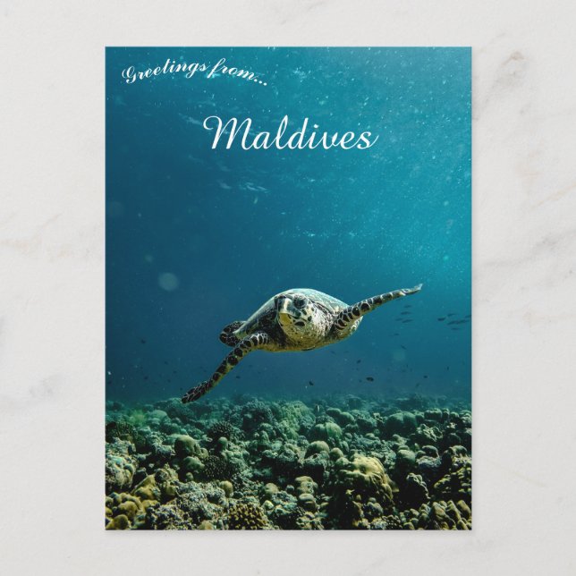 Carte Postale Une Tortue près des Maldives (Devant)