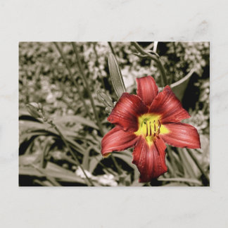 Carte Postale Une touche de couleur