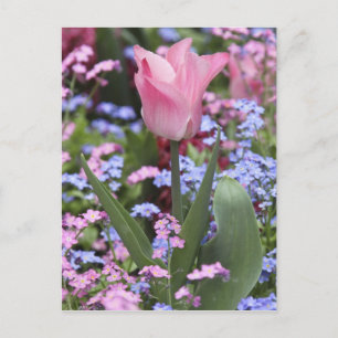 Carte Postale Une tulipe au Jardin du Luxembourg, Paris, France
