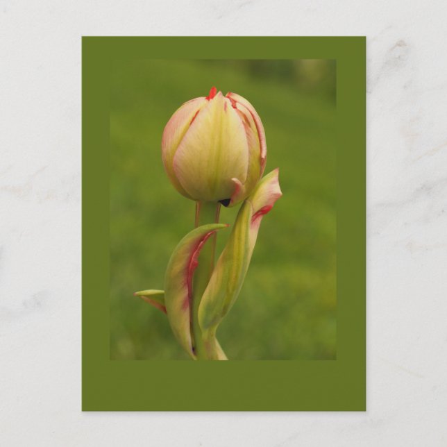 Carte Postale Une tulipe bourgeonnante (Devant)