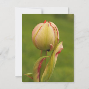 Carte Postale Une tulipe bourgeonnante