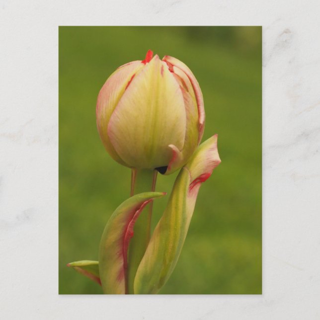 Carte Postale Une tulipe bourgeonnante (Devant)