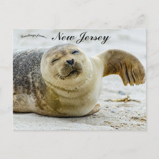 Carte Postale Une vague et un clin d'œil d'un phoque dans le New (Devant)