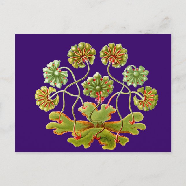 Carte Postale Une verrat (Devant)