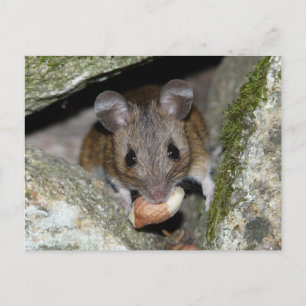 Carte Postale Une vraie bouche