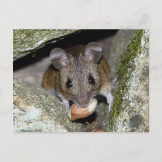 Carte Postale Une vraie bouche