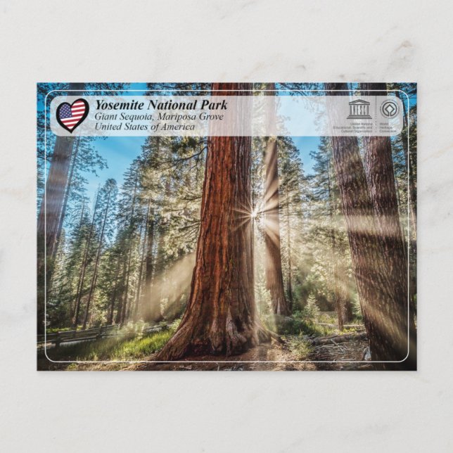 Carte Postale UNESCO - Parc national de Yosemite - Mariposa Grov (Devant)