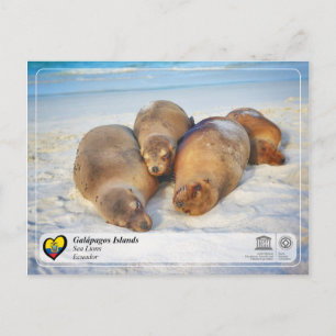 Carte Postale UNESCO WHS - Îles Galápagos - Lions de mer