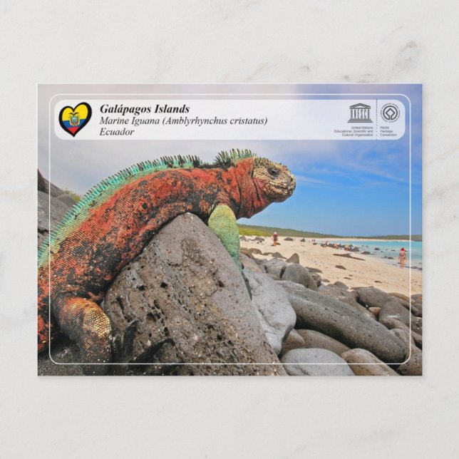 Carte Postale UNESCO WHS - Îles Galápagos - Marine Iguana (Devant)