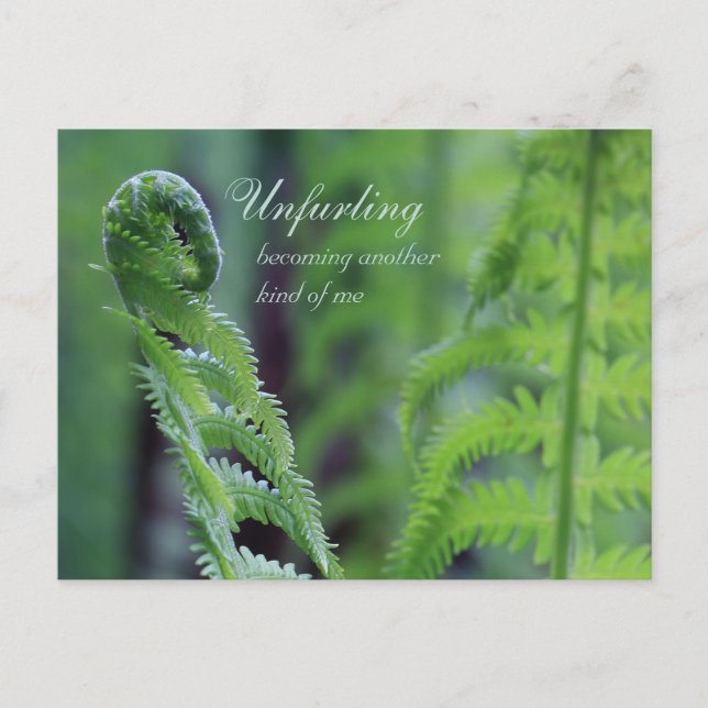 Carte Postale Unfurling fern leaf CC0191 Nature gros-up photo (Devant)