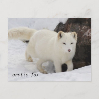 Carte postale unique Arctic Fox