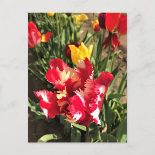 Carte Postale Unique Tulipe rouge et blanche