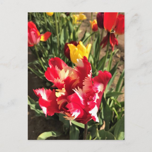 Carte Postale Unique Tulipe rouge et blanche (Devant)