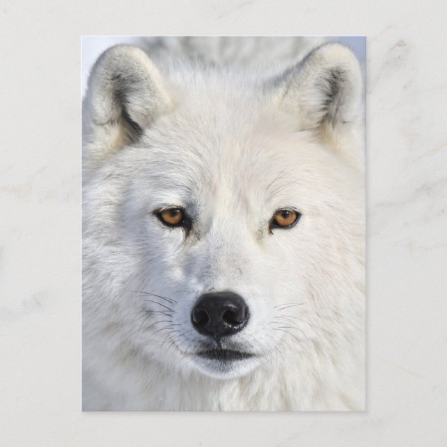 Carte Postale up close and personal.jpg (Devant)