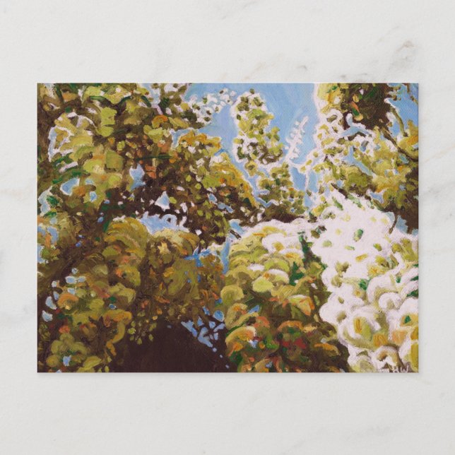 Carte Postale Up into wisteria 2011 (Devant)