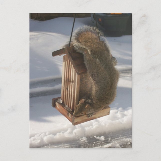 Carte postale Updown Squirrel (Devant)